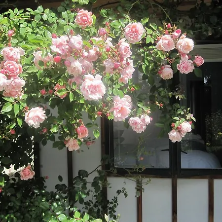 Rose Cottage At The Elms
